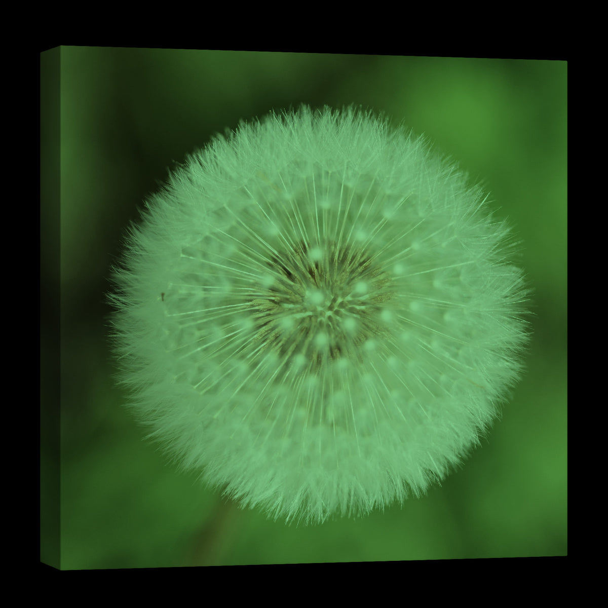 Flowers No. 068, glowing at night