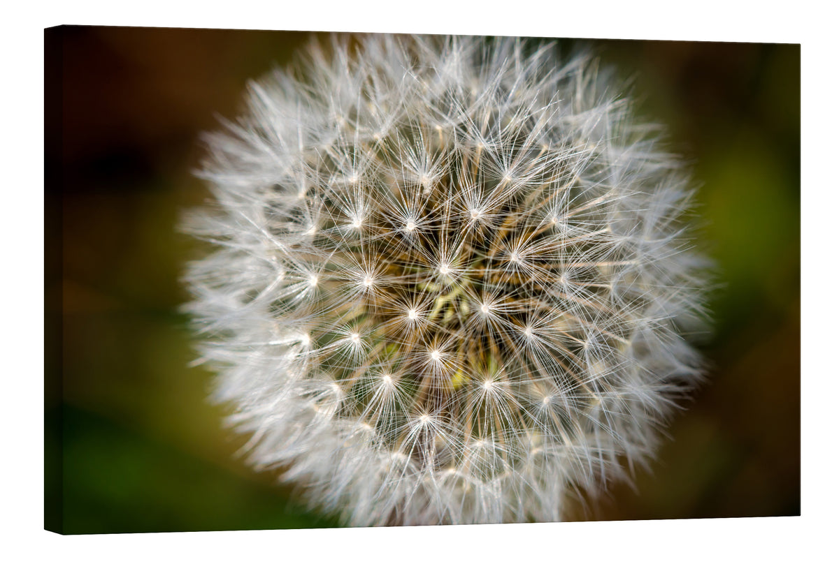Flowers No. 069, by day