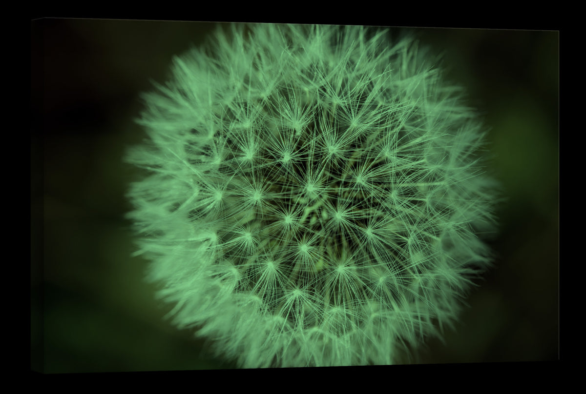 Flowers No. 069, glowing at night