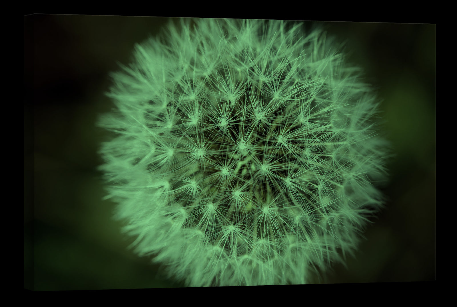 Flowers No. 069, glowing at night