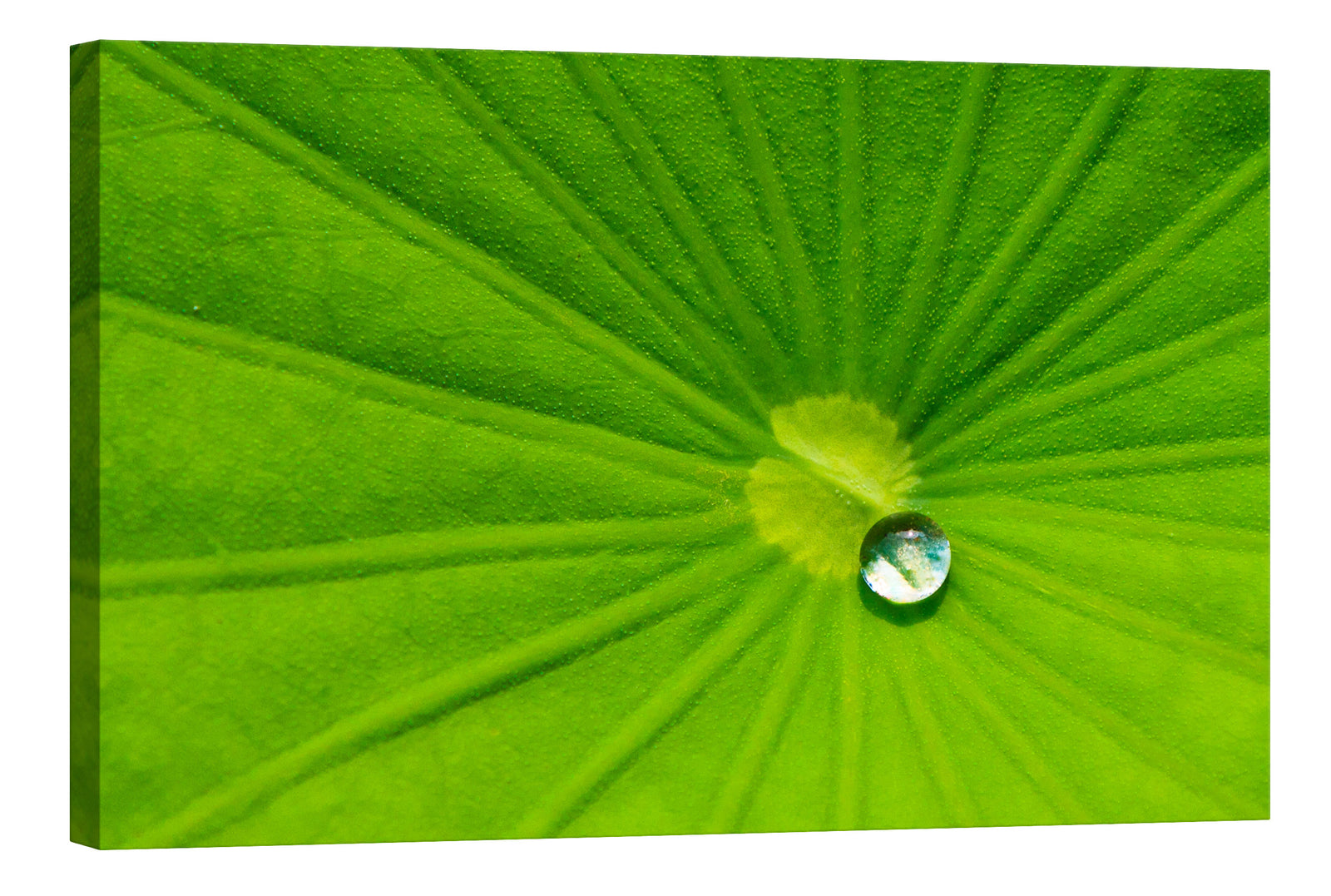Flowers No. 070, by day
