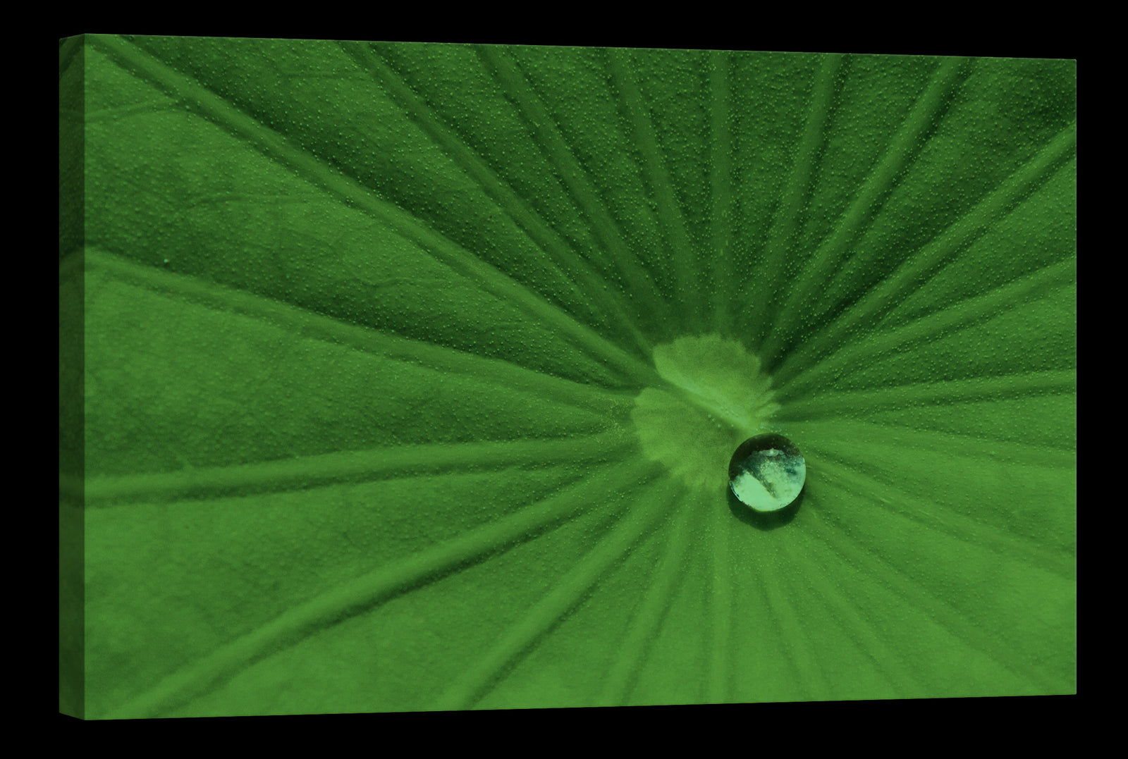 Flowers No. 070, glowing at night