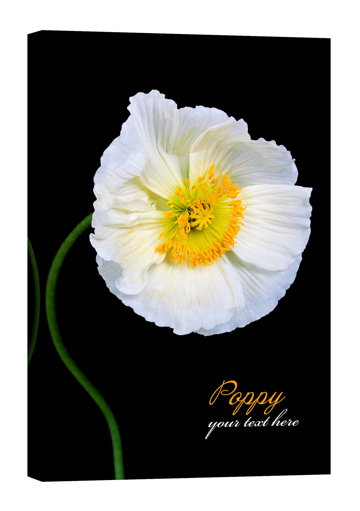 Flowers No. 071, by day