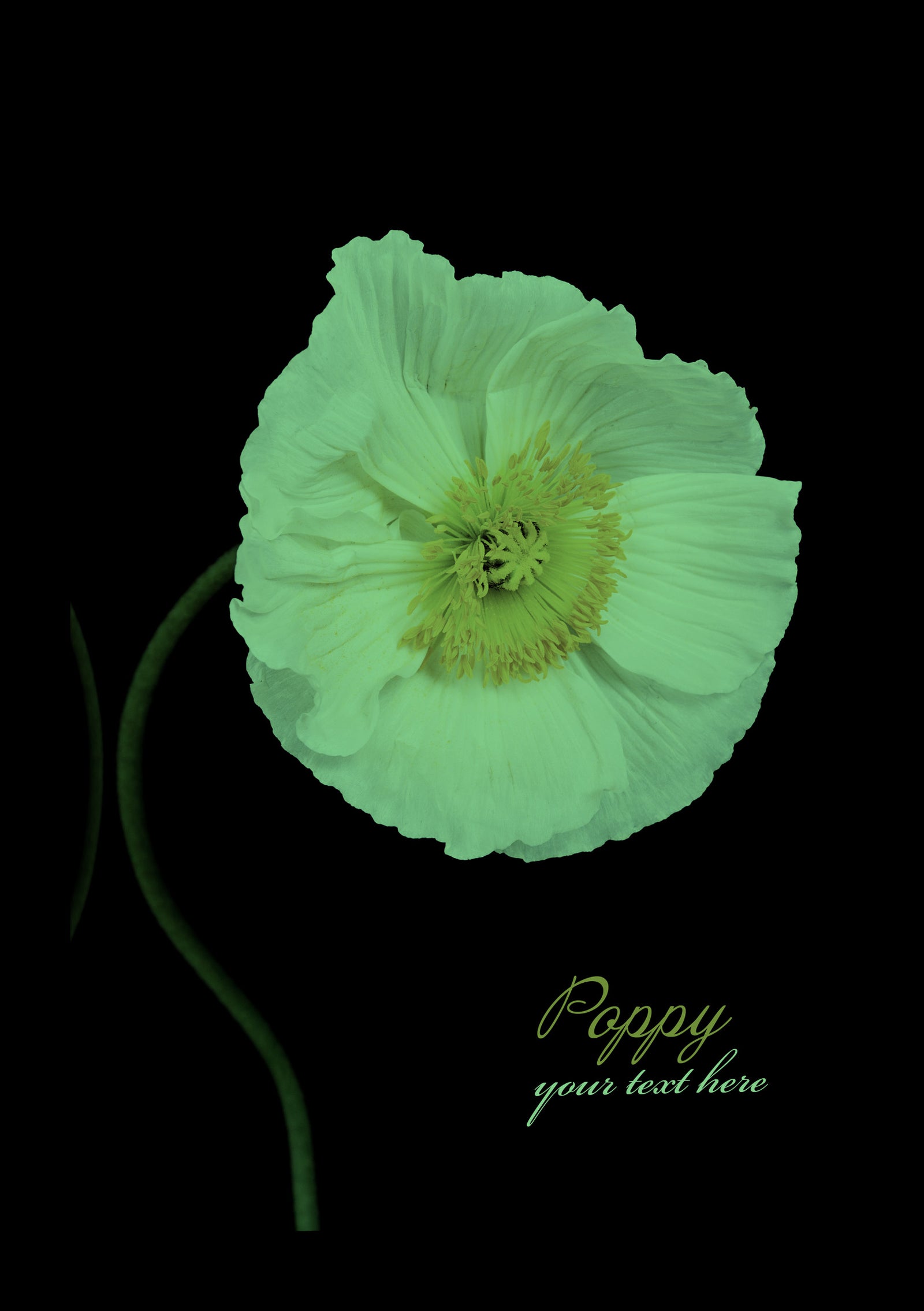 Flowers No. 071, glowing at night