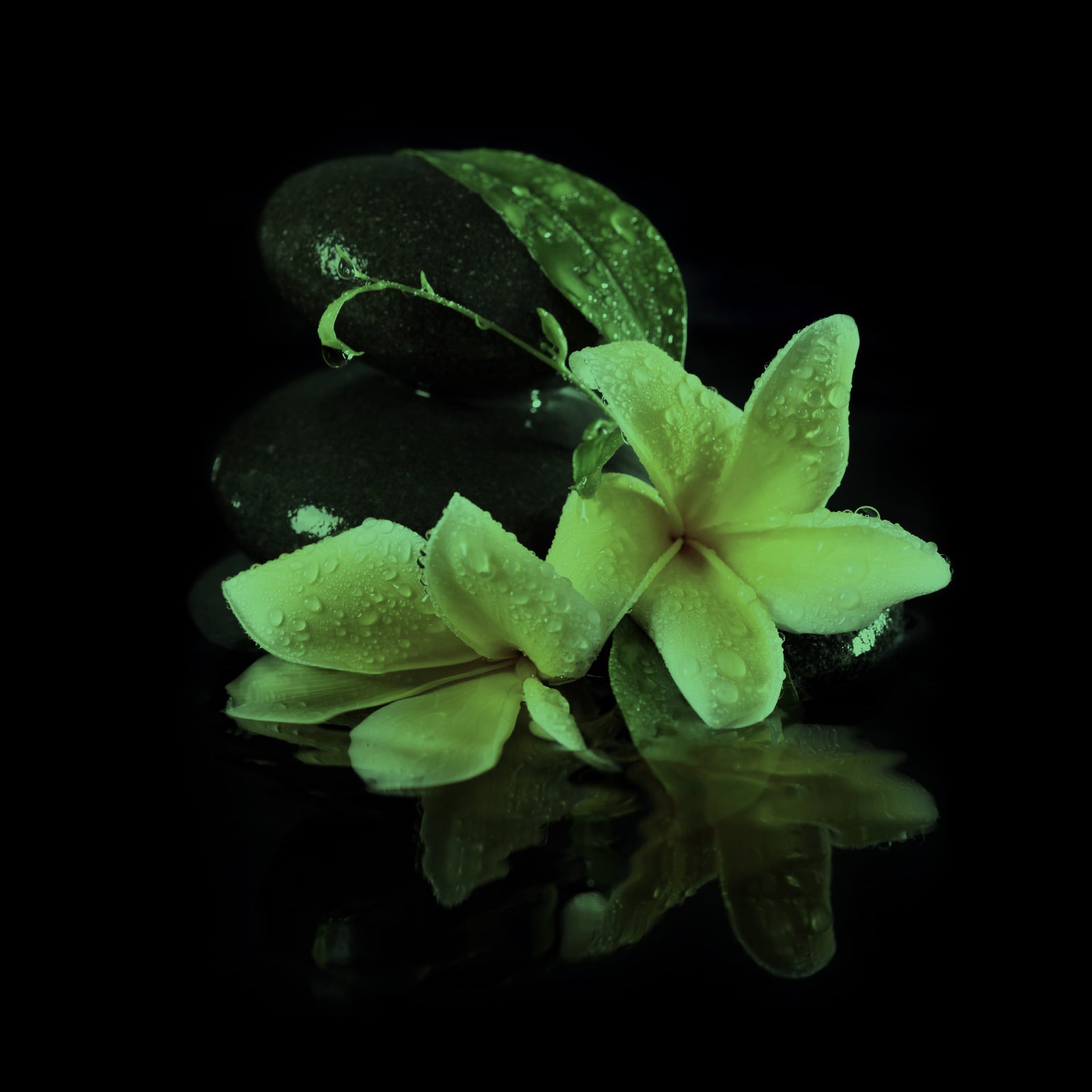 Flowers No. 073, glowing at night