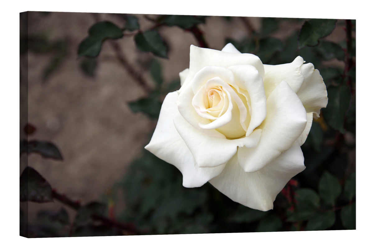 Flowers No. 074, by day