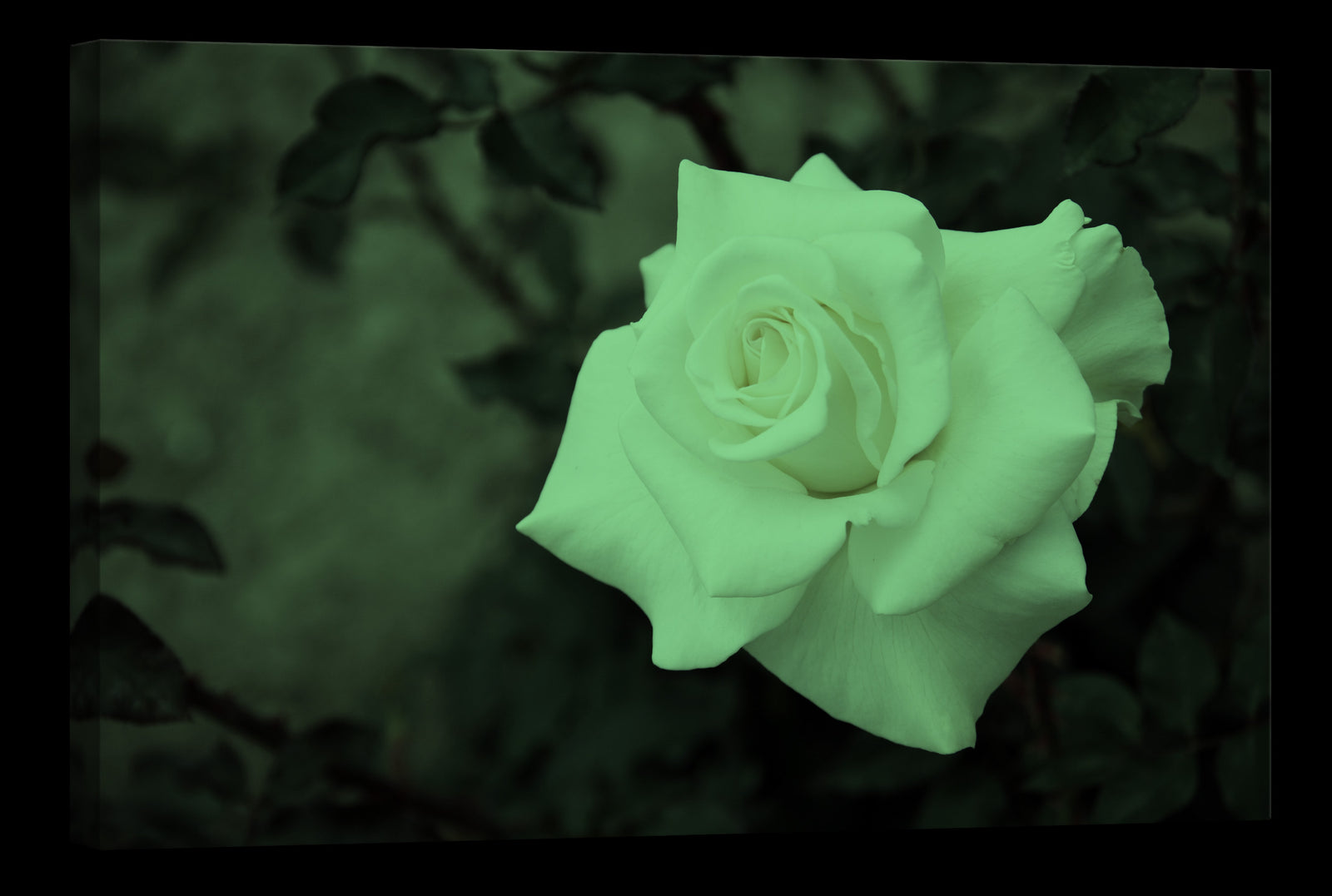 Flowers No. 074, glowing at night