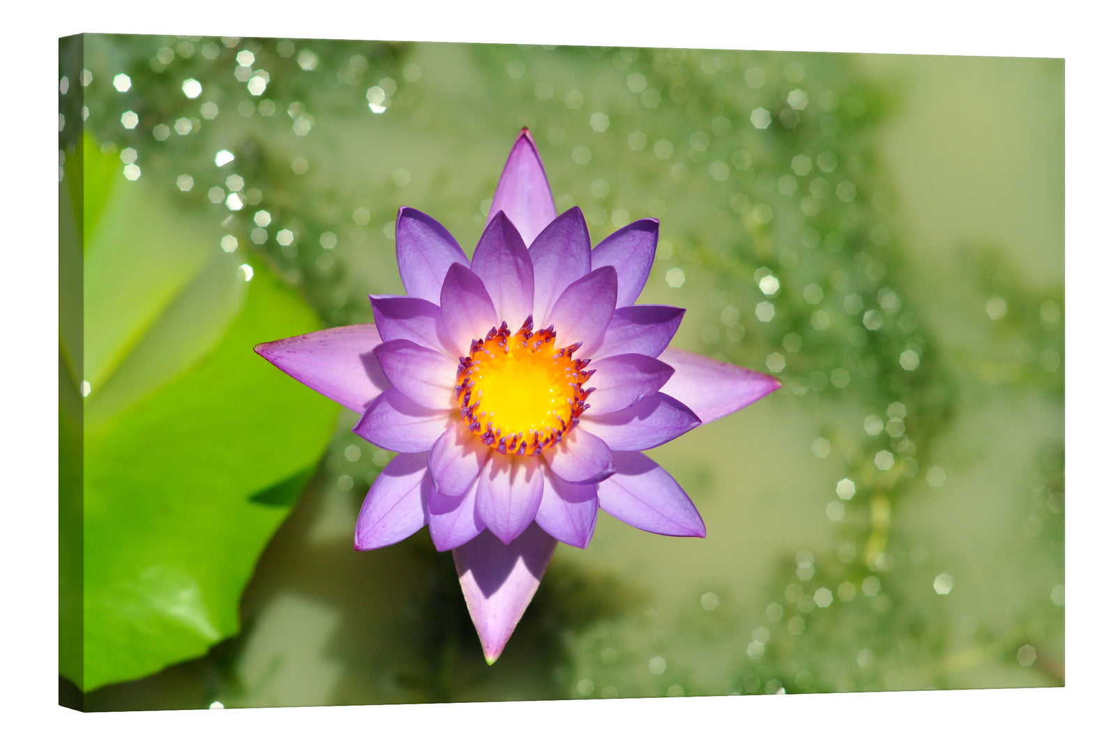 Flowers No. 075, by day