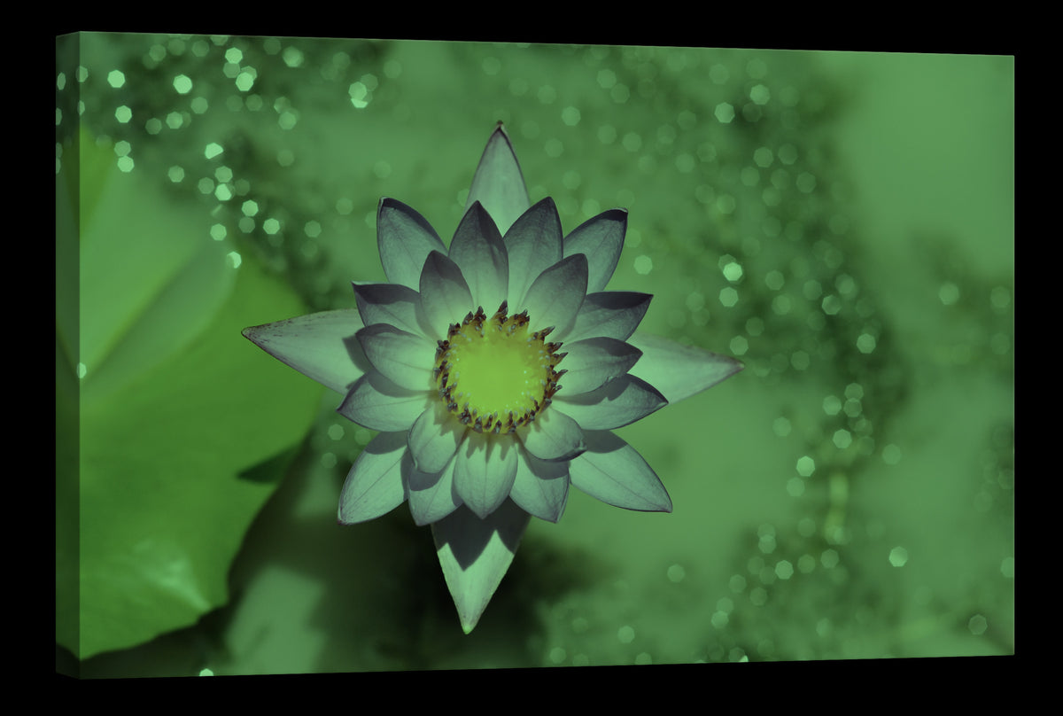 Flowers No. 075, glowing at night