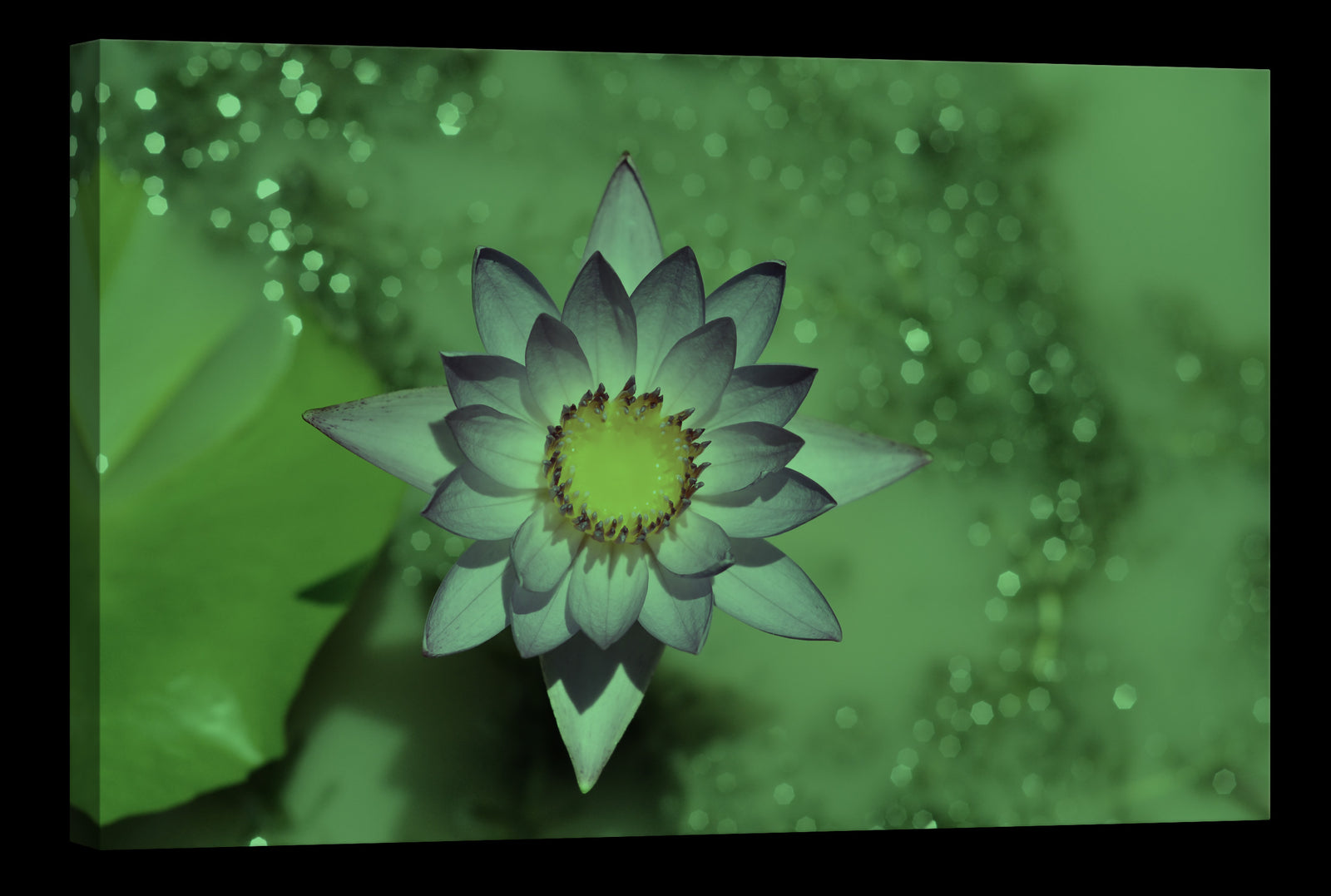 Flowers No. 075, glowing at night