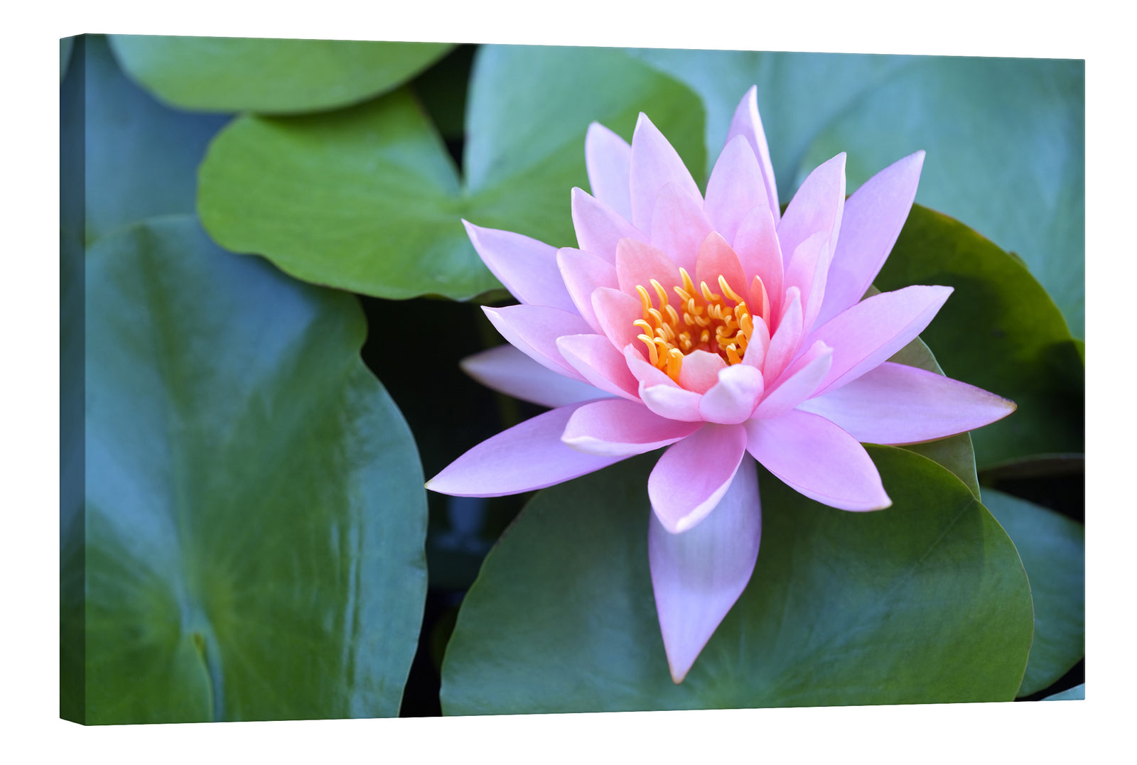 Flowers No. 076, by day