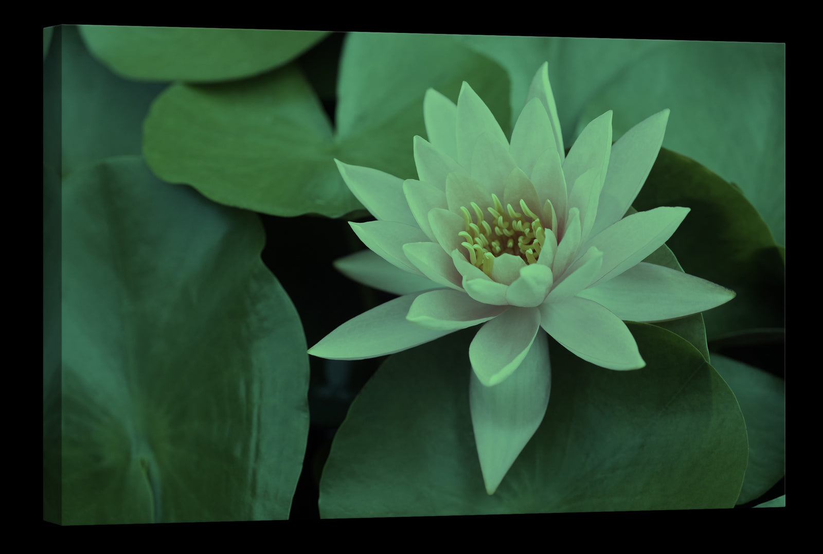 Flowers No. 076, glowing at night