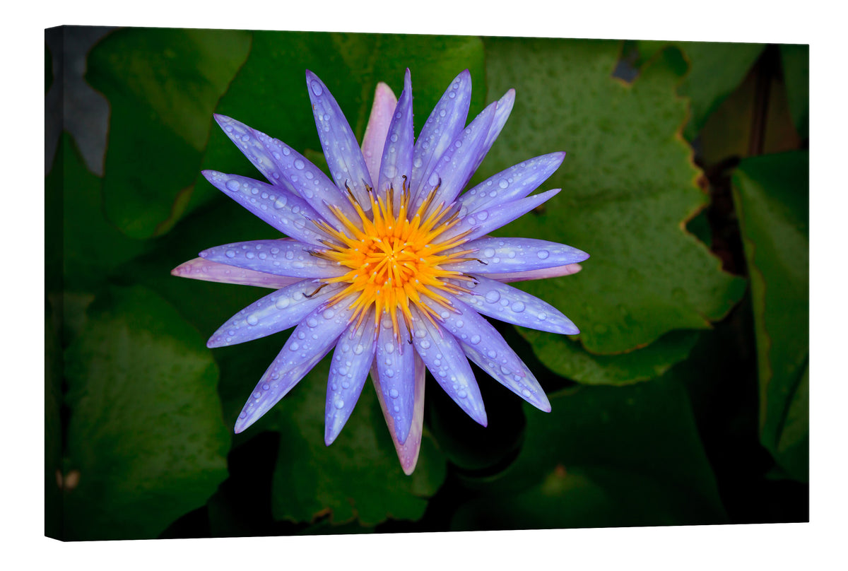 Flowers No. 077, by day