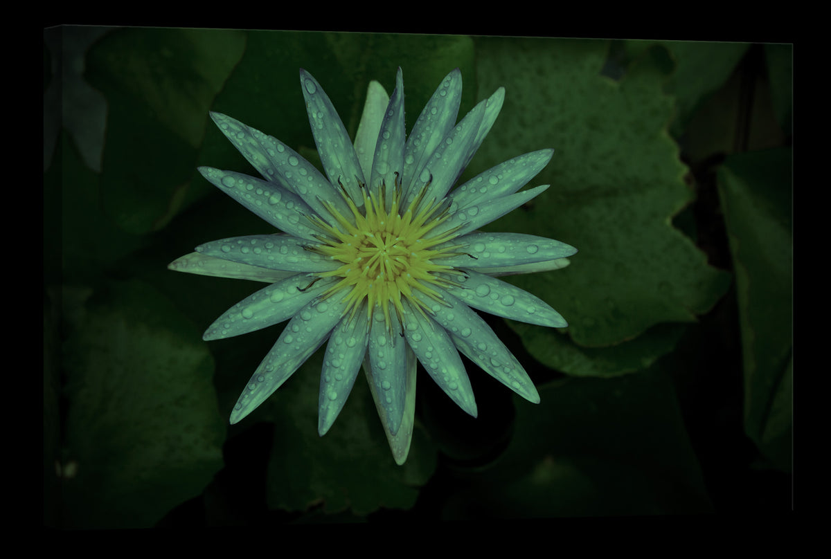 Flowers No. 077, glowing at night