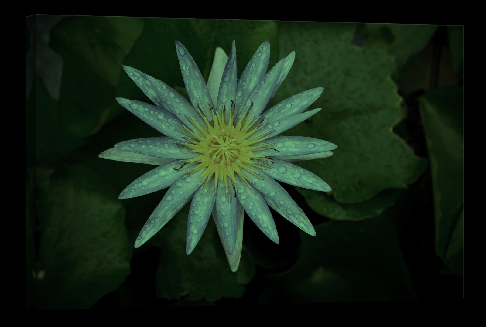 Flowers No. 077, glowing at night