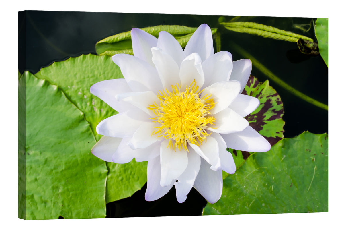 Flowers No. 078, by day