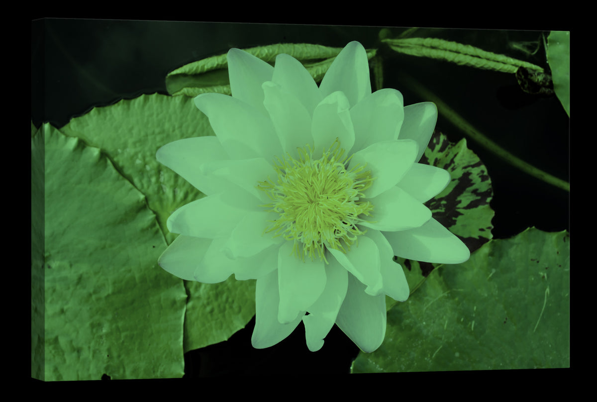 Flowers No. 078, glowing at night