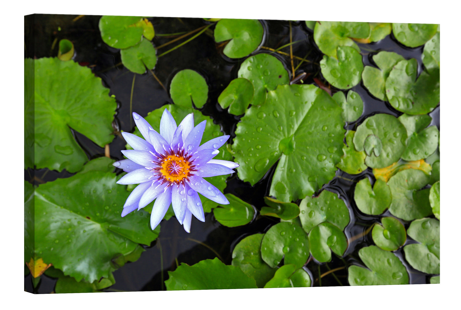 Flowers No. 079, by day