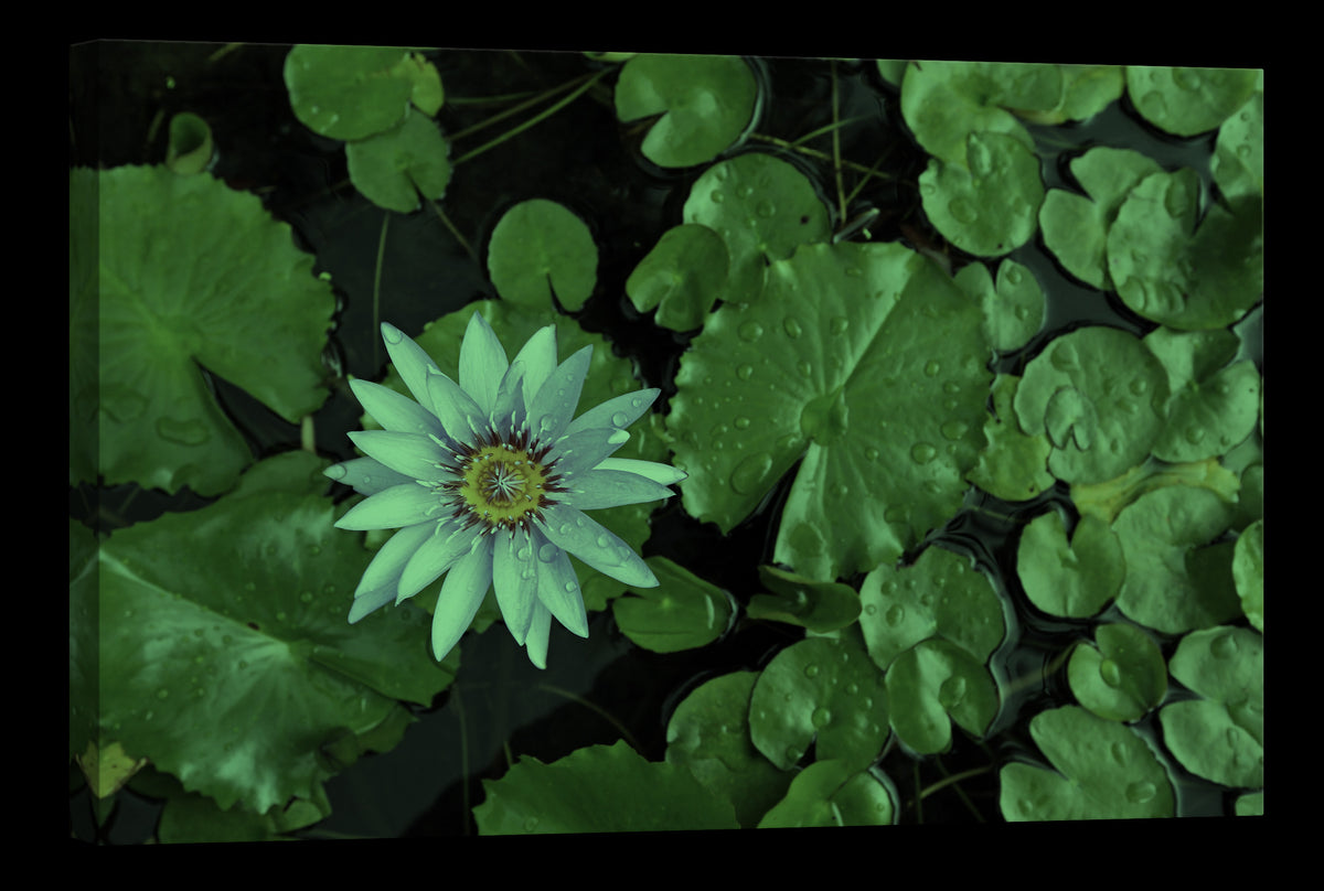 Flowers No. 079, glowing at night