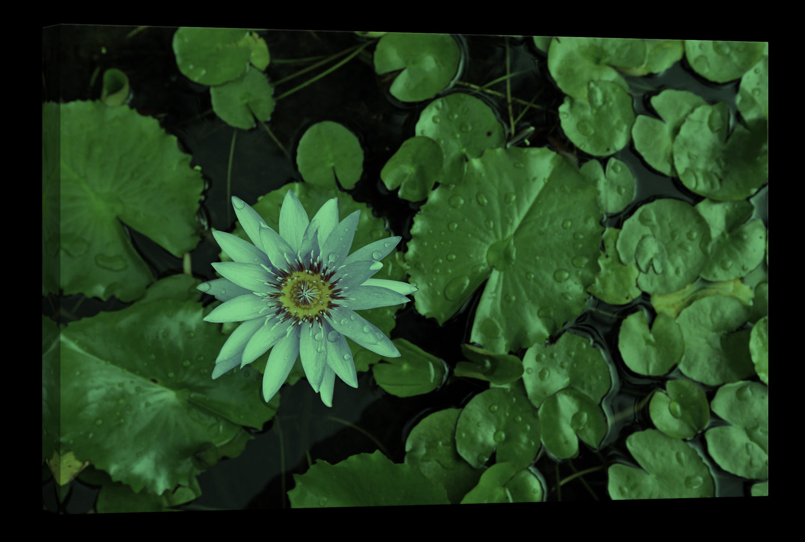Flowers No. 079, glowing at night
