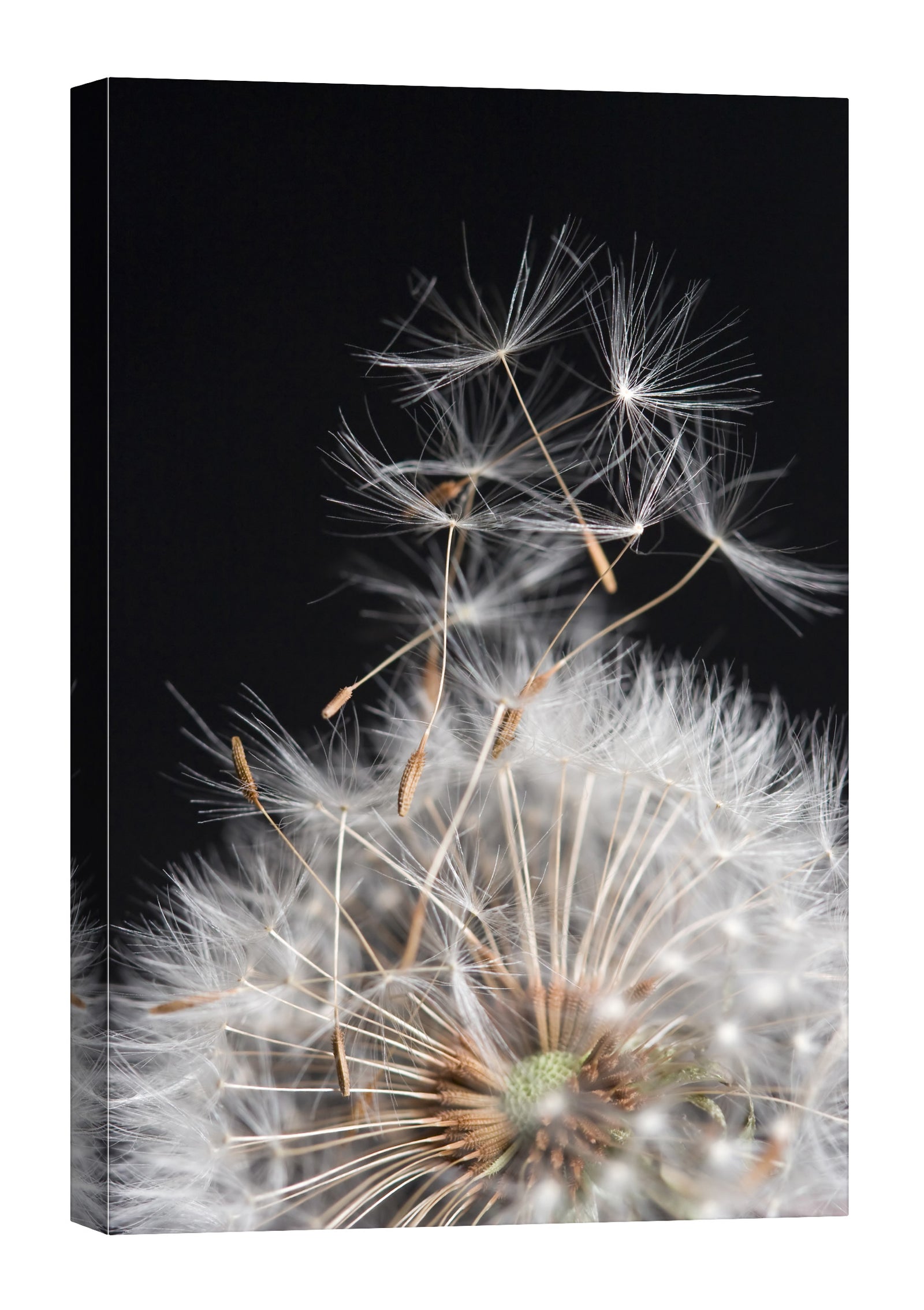 Flowers No. 081, by day
