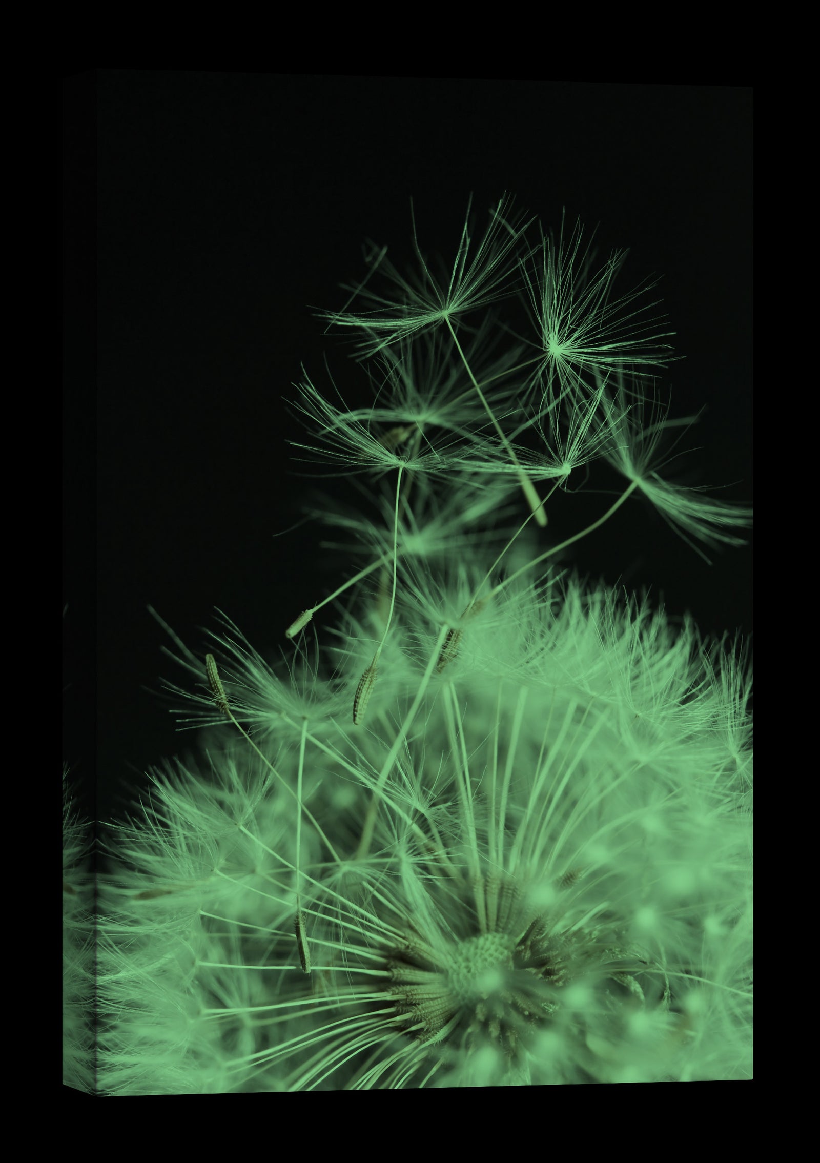 Flowers No. 081, glowing at night