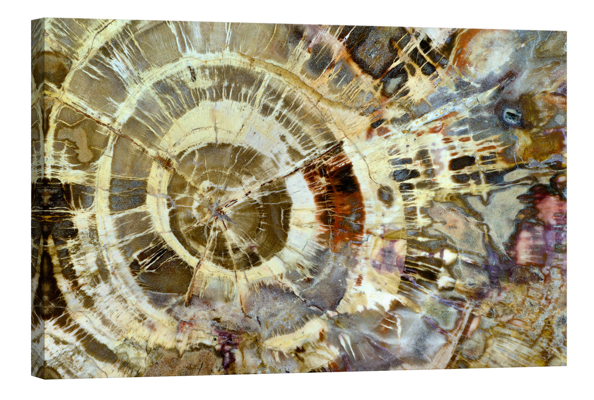 Abstract No. 082, by day