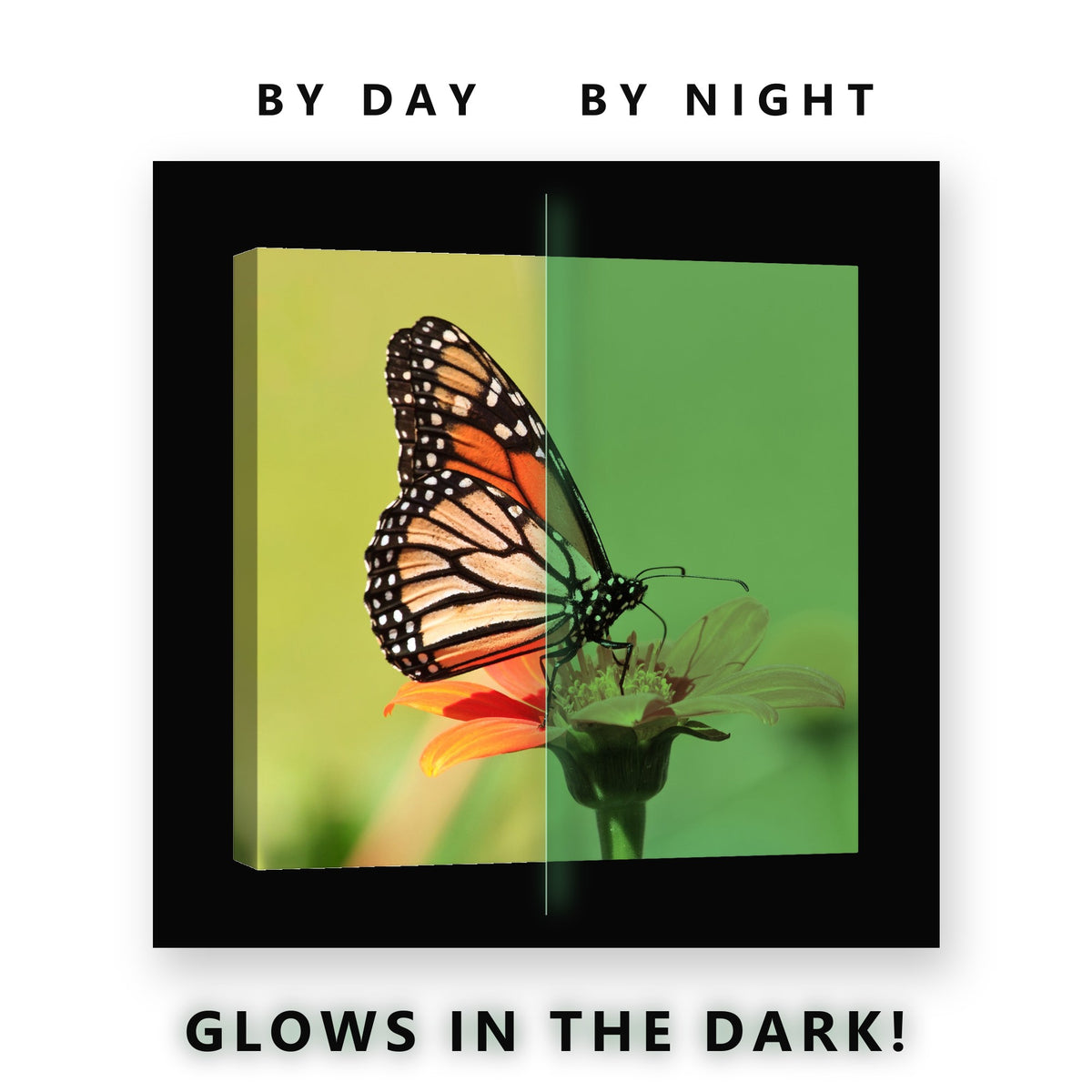 Monarch Butterfly on Orange Bloom Glow in the Dark Canvas Wall Art Kids, glowing at night