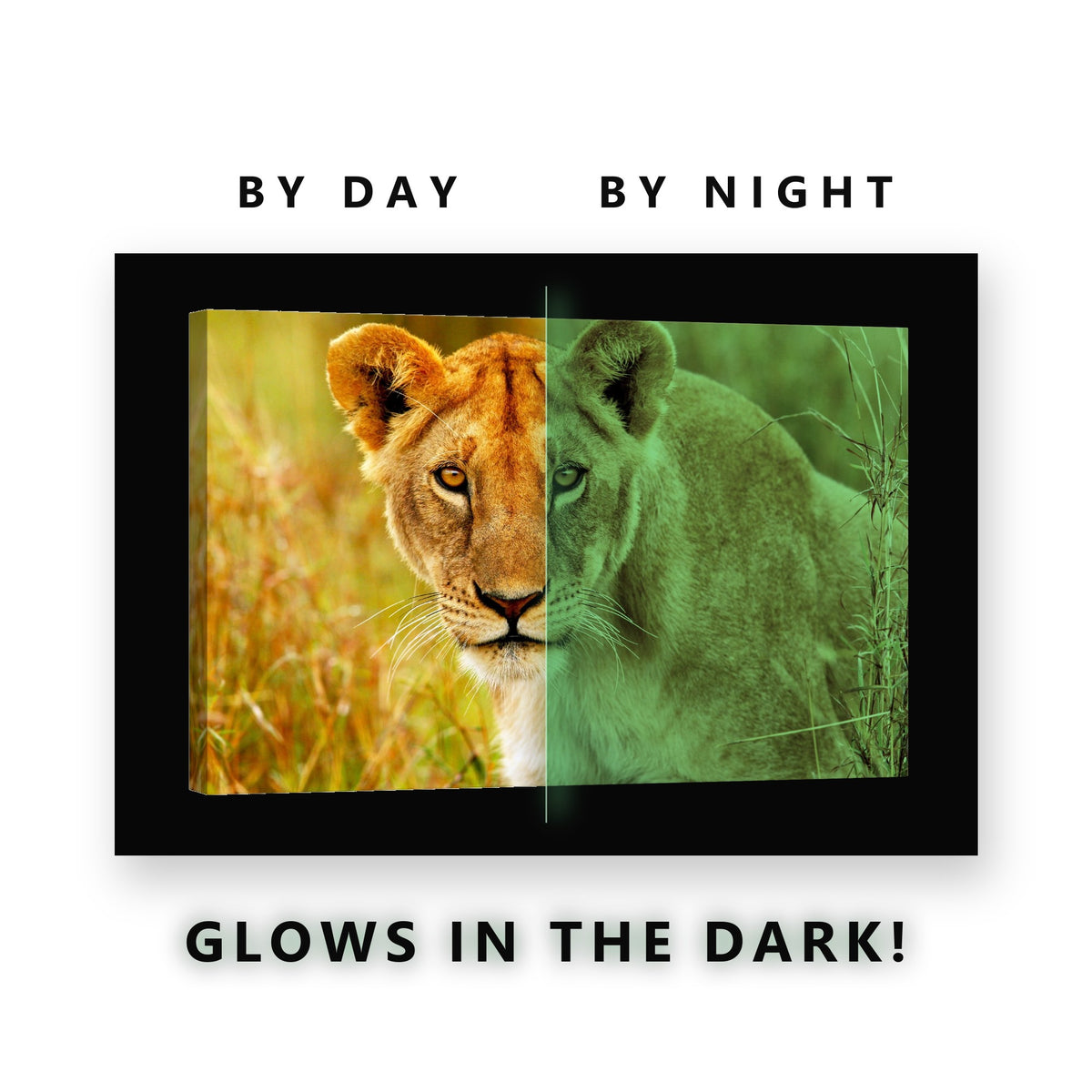 Lioness in Tall Grass Glow in the Dark Canvas Wall Art for Living Room, glowing at night