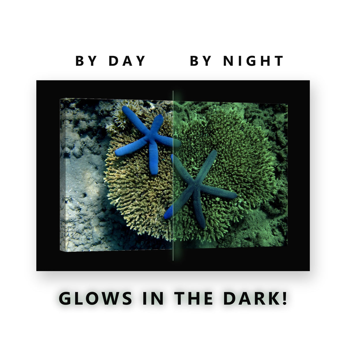 Two Blue Starfish on Coral Glow in the Dark Canvas Wall Art for Bathroom, glowing at night