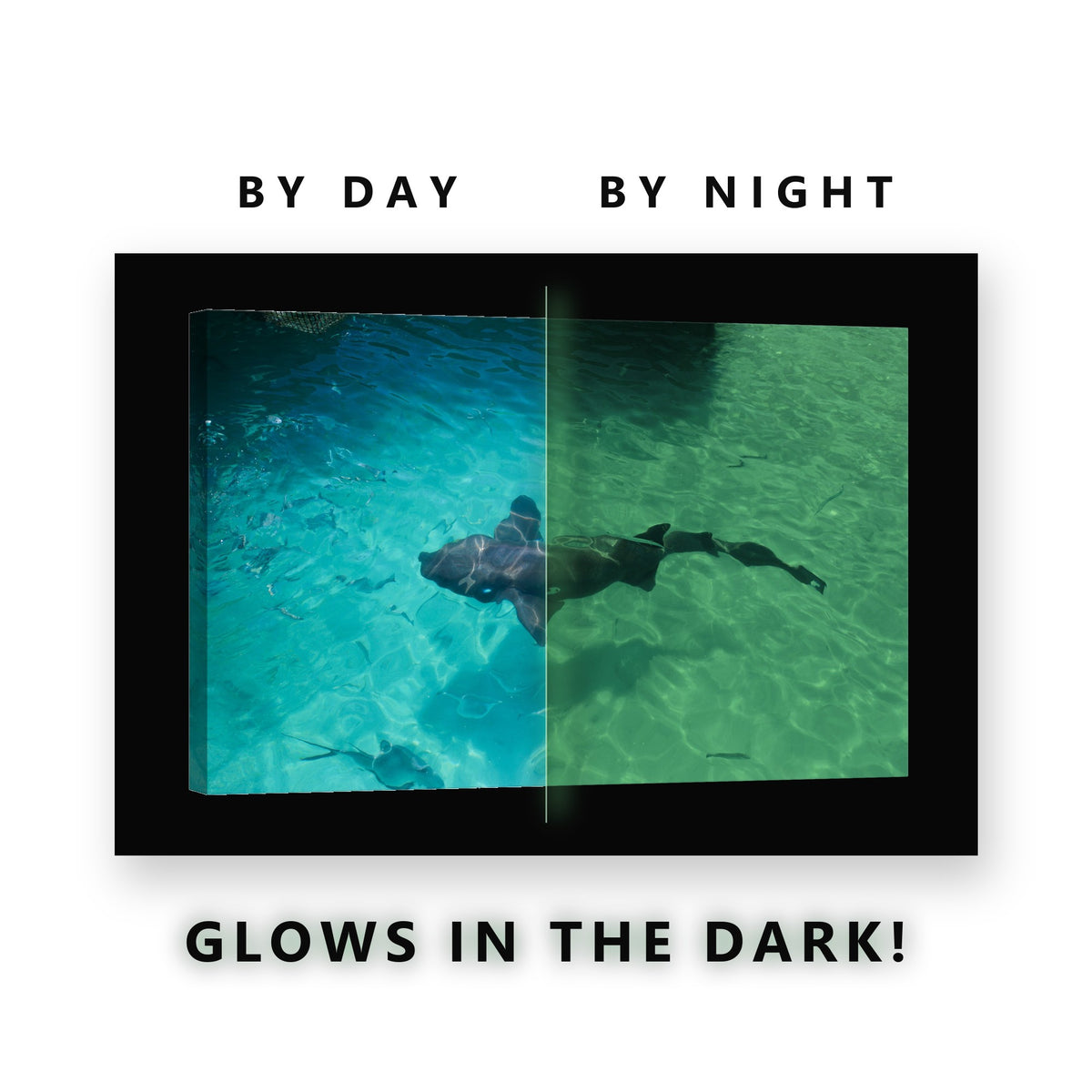 Shark in Shallow Turquoise Water Glow in the Dark Canvas Wall Art Bath, glowing at night