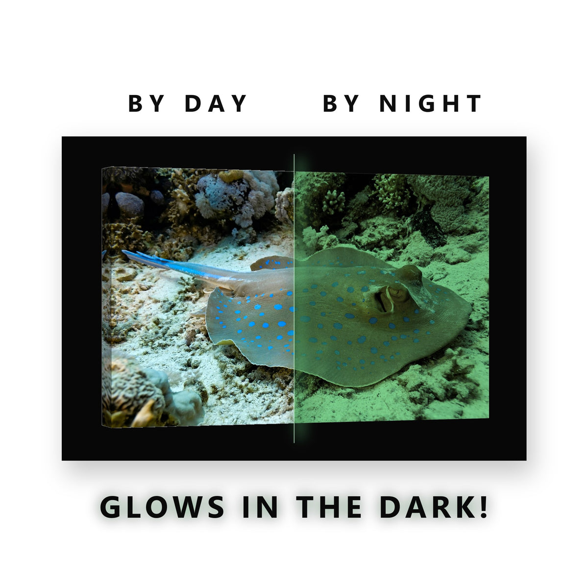 Blue Spotted Stingray Glow in the Dark Canvas Wall Art for Bathroom, glowing at night