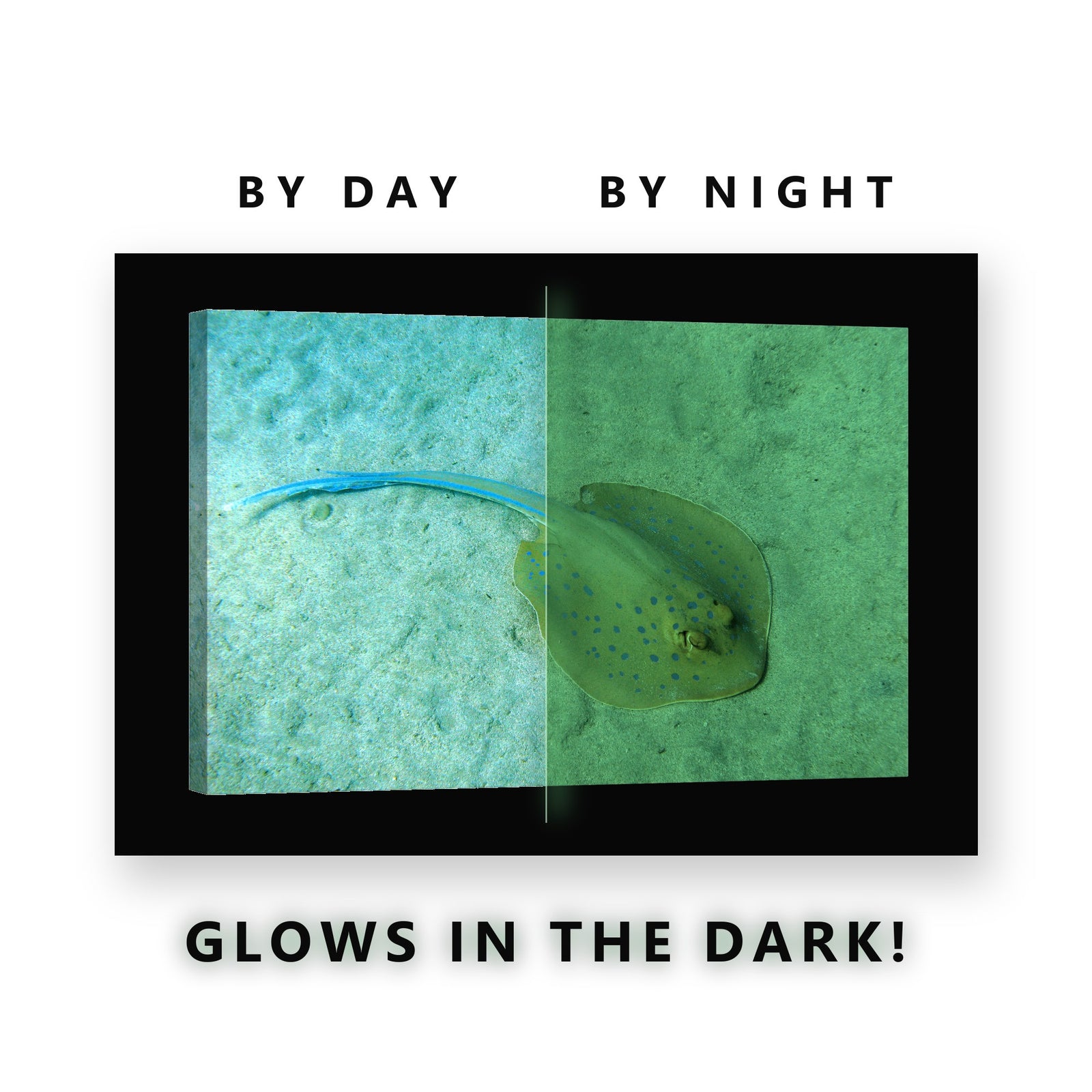Blue Spotted Ray on Sand Glow in the Dark Canvas Wall Art for Bathroom, glowing at night