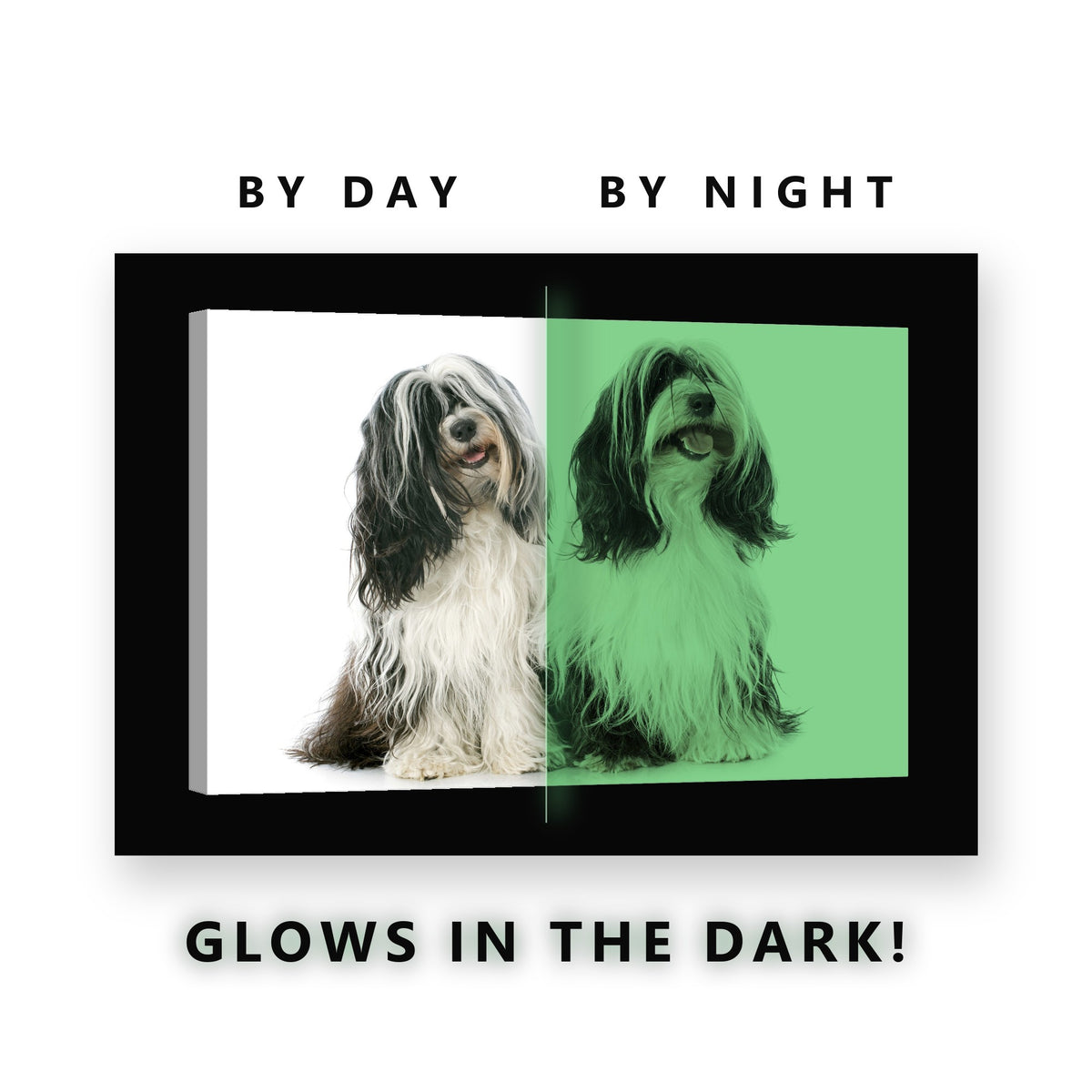 Two Tibetan Terriers Glow in the Dark Canvas Wall Art for Living Room, glowing at night