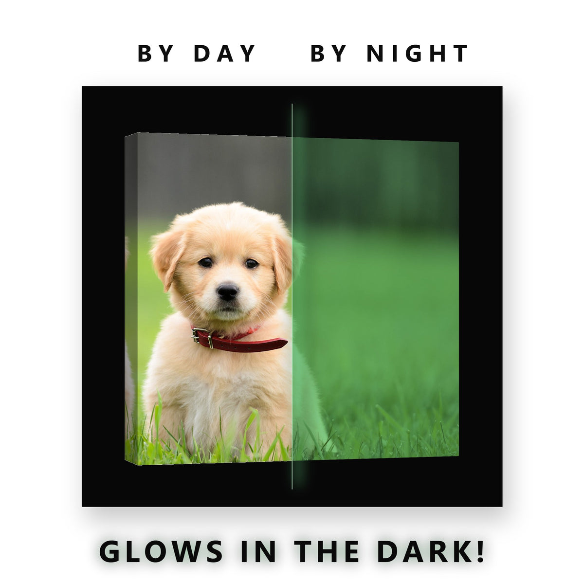 Golden Retriever Puppy in Grass Glow in the Dark Canvas Wall Art Kids, glowing at night
