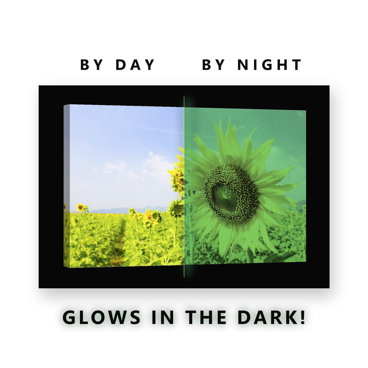 Sunflower Field Under Blue Sky Glow in the Dark Canvas Wall Art Kitchen, glowing at night