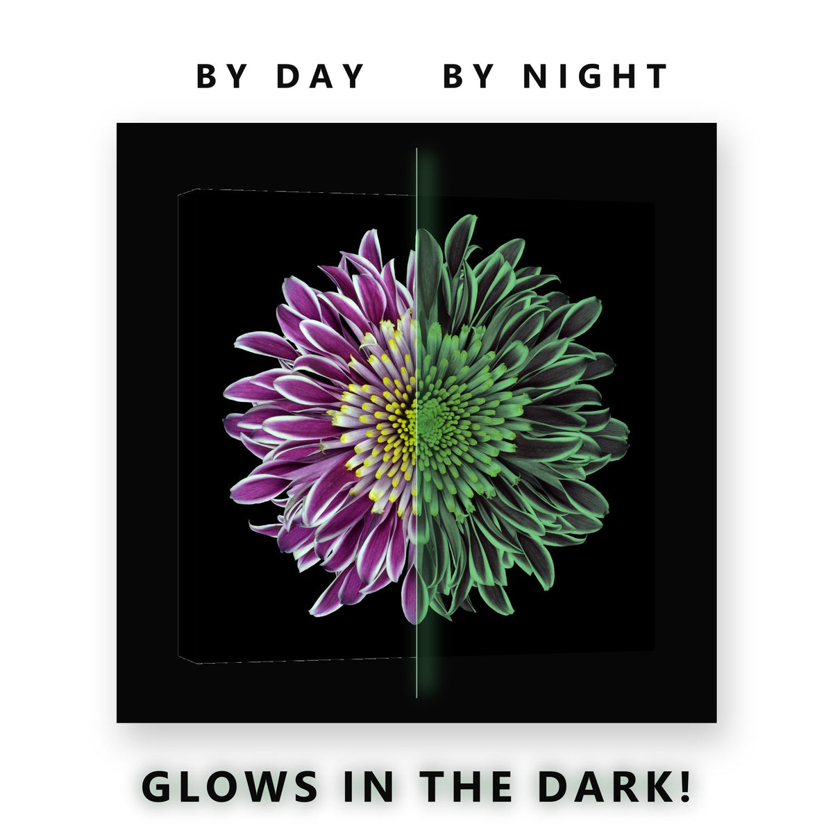 Purple Chrysanthemum on Black Glow in the Dark Canvas Wall Art Bedroom, glowing at night