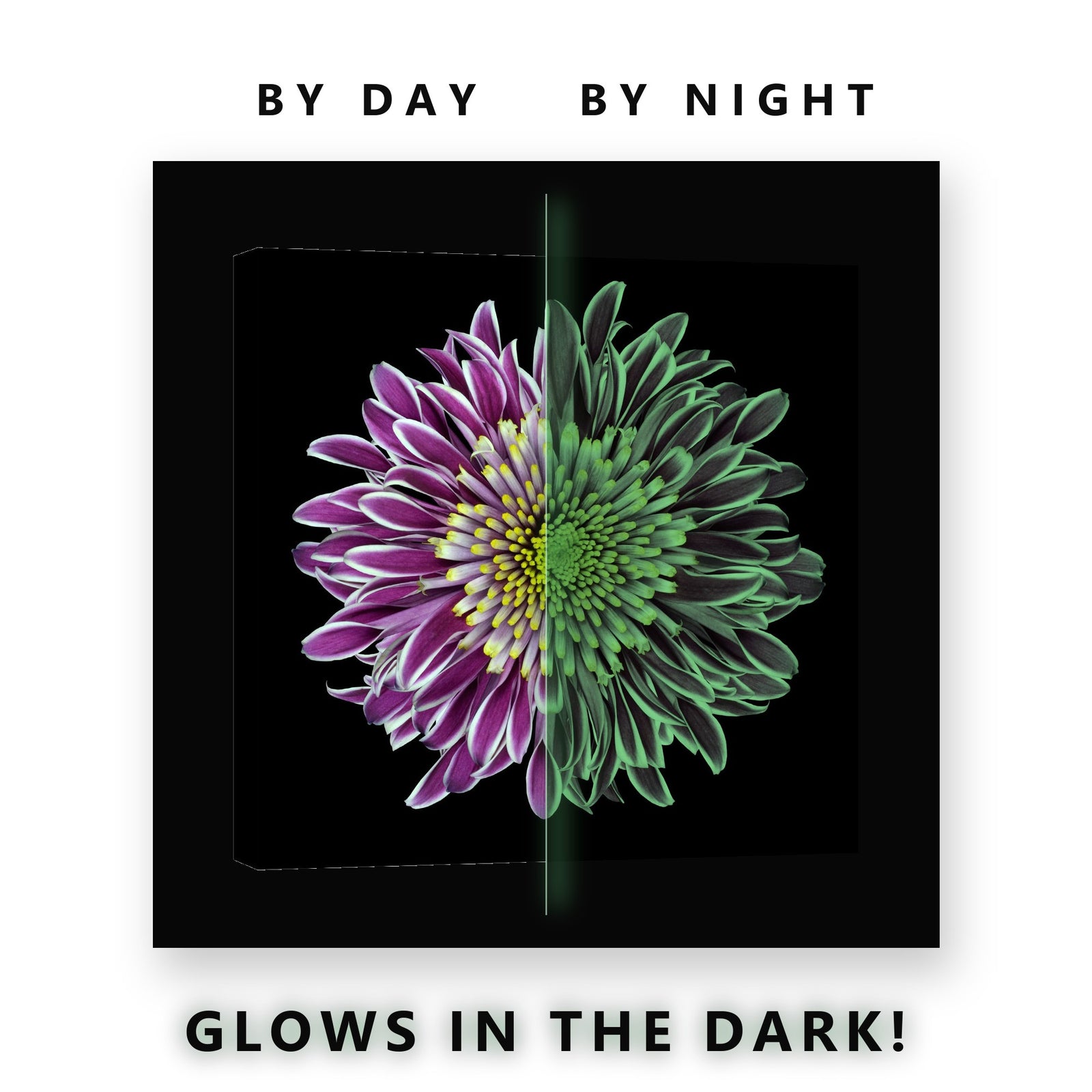 Purple Chrysanthemum on Black Glow in the Dark Canvas Wall Art Bedroom, glowing at night
