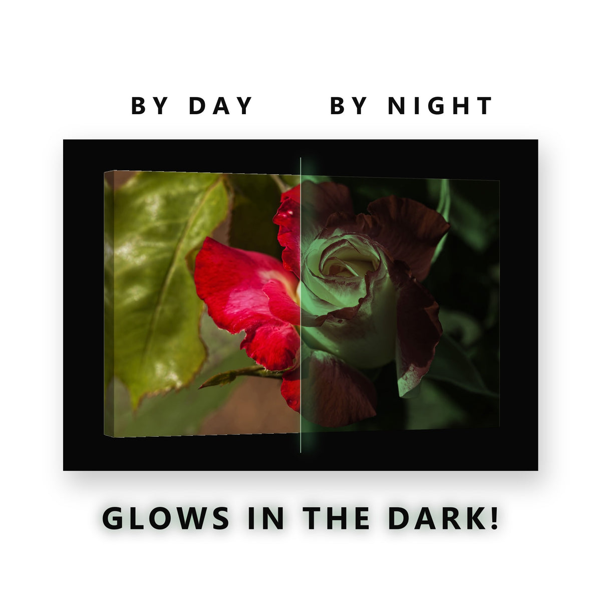 Red and Cream Rose Bloom Glow in the Dark Canvas Wall Art for Bedroom, glowing at night