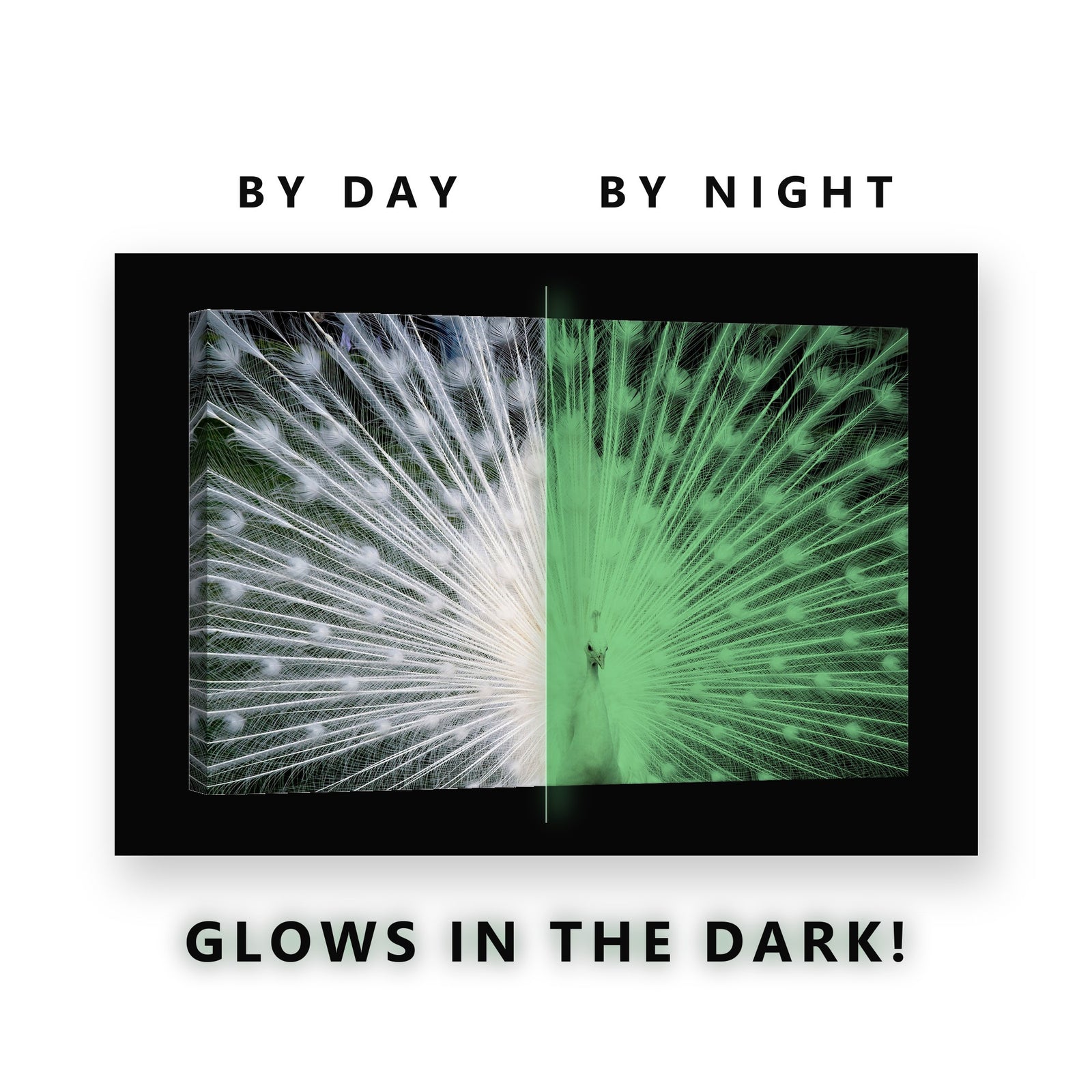 White Peacock Fanned Tail Glow in the Dark Canvas Wall Art Living Room, glowing at night