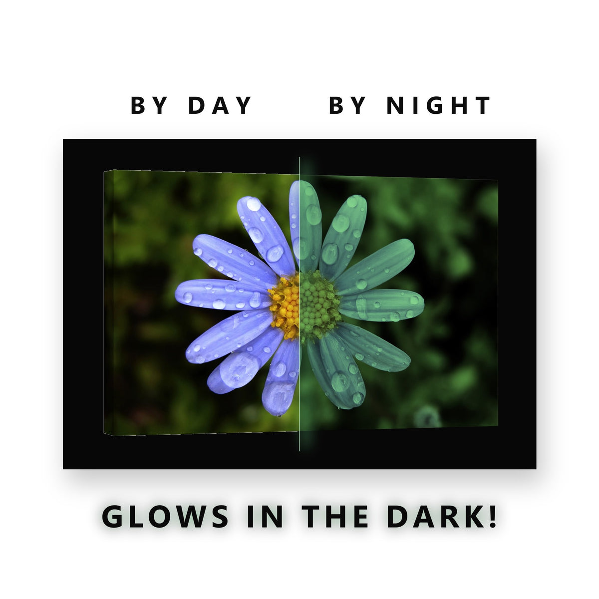 Blue Daisy With Raindrops Glow in the Dark Canvas Wall Art for Bathroom, glowing at night