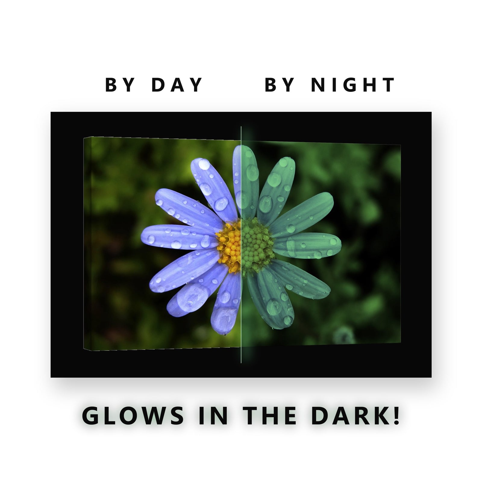 Blue Daisy With Raindrops Glow in the Dark Canvas Wall Art for Bathroom, glowing at night