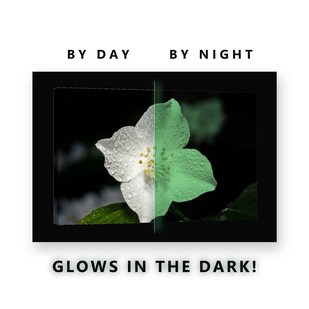 White Blossom With Dew on Black Glow in the Dark Canvas Wall Art Bedroom, glowing at night