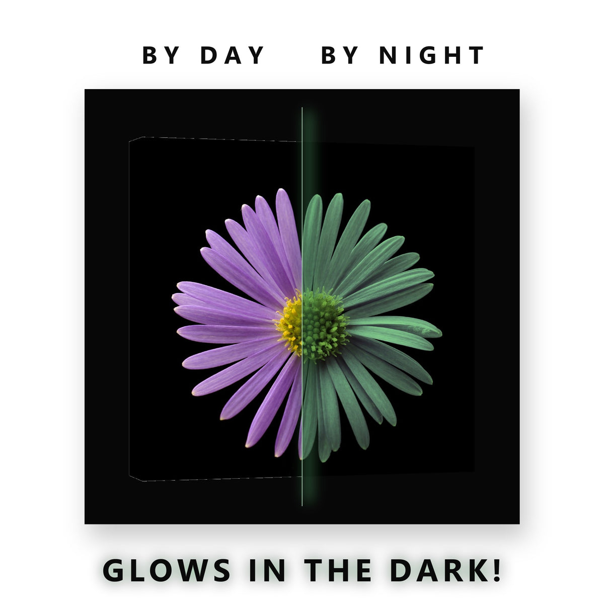 Purple Aster Flower on Black Glow in the Dark Canvas Wall Art Bedroom, glowing at night