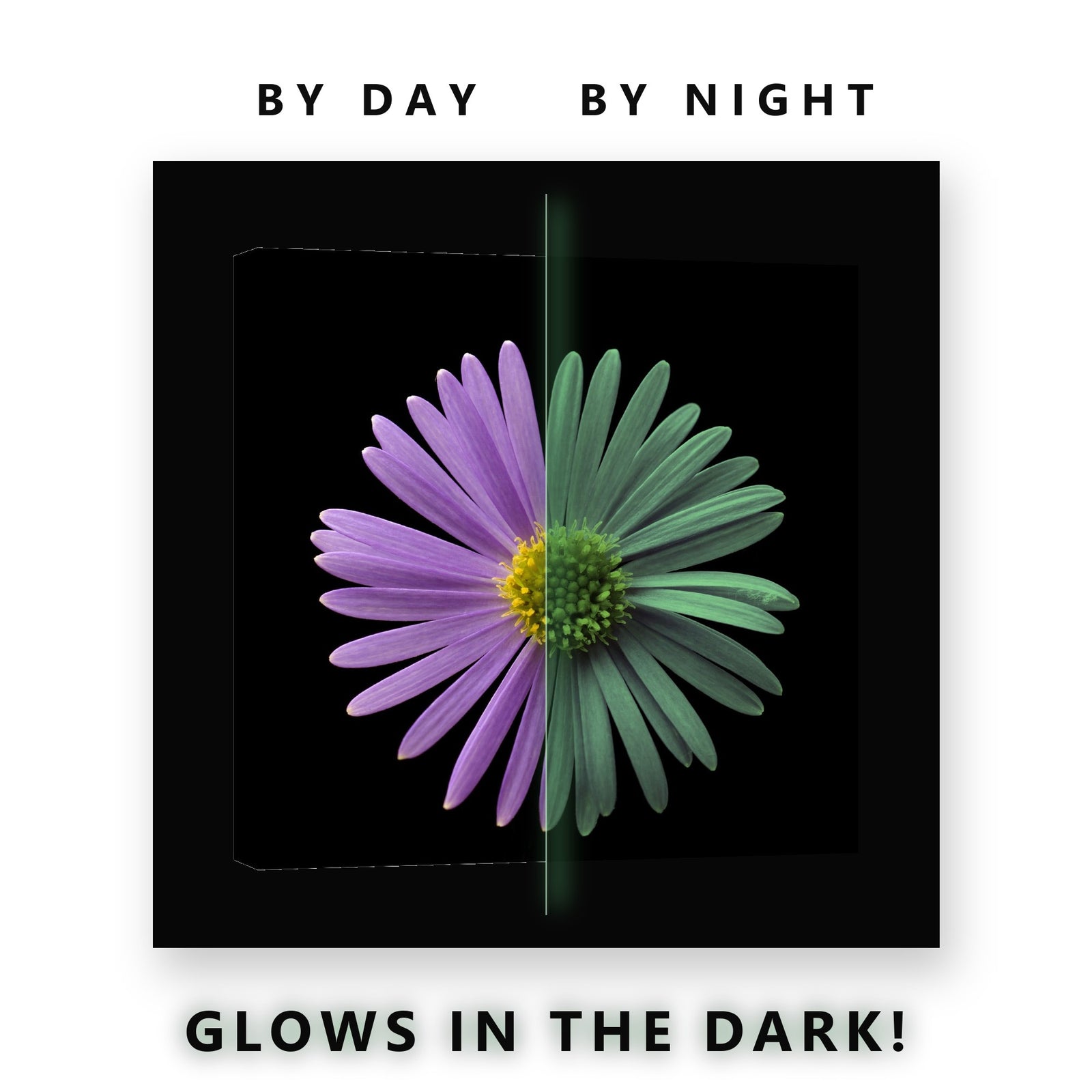 Purple Aster Flower on Black Glow in the Dark Canvas Wall Art Bedroom, glowing at night