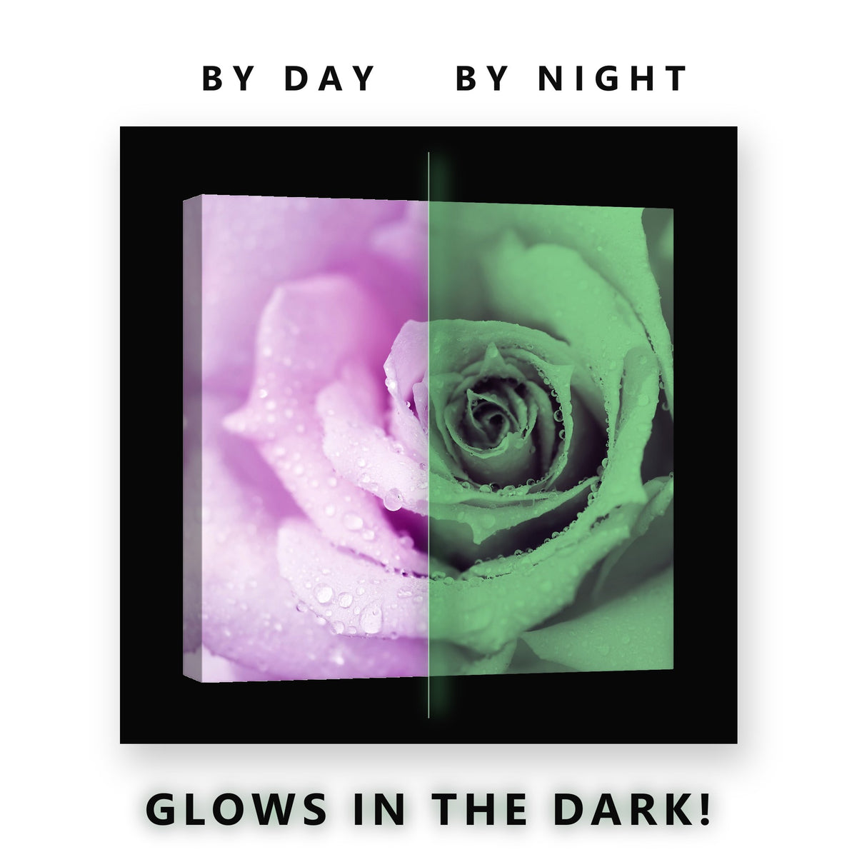 Lavender Rose Macro With Dew Glow in the Dark Canvas Wall Art Bedroom, glowing at night