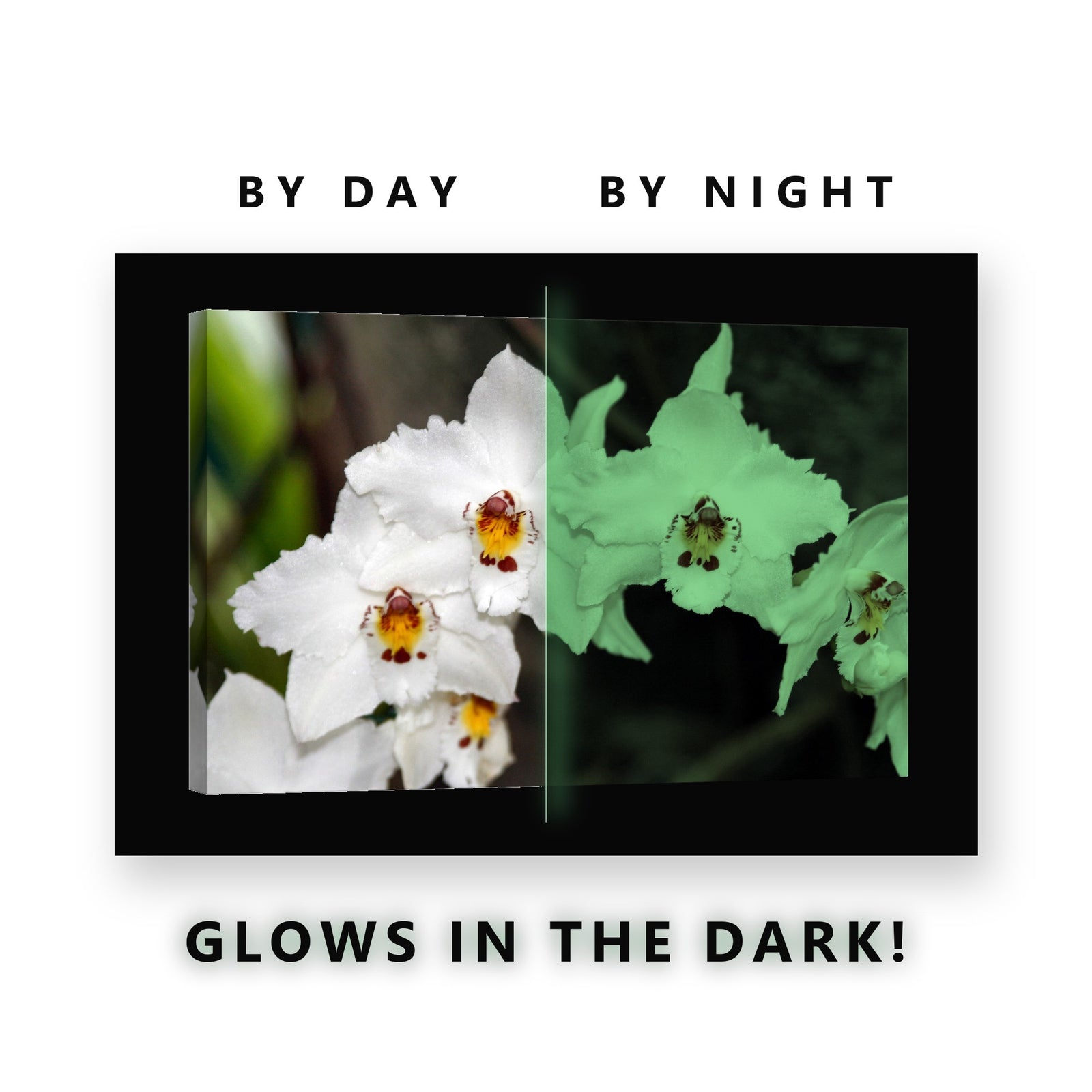 White Orchid Blooms Glow in the Dark Canvas Wall Art for Living Room, glowing at night