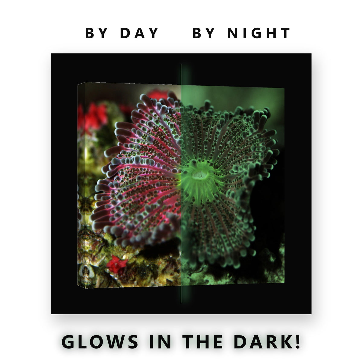 Pink Sea Anemone Coral Glow in the Dark Canvas Wall Art for Bathroom, glowing at night