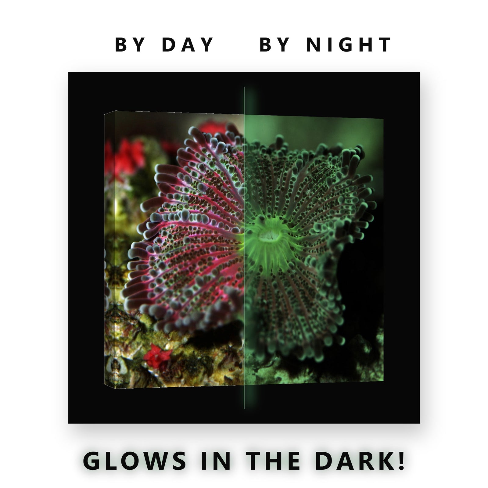 Pink Sea Anemone Coral Glow in the Dark Canvas Wall Art for Bathroom, glowing at night