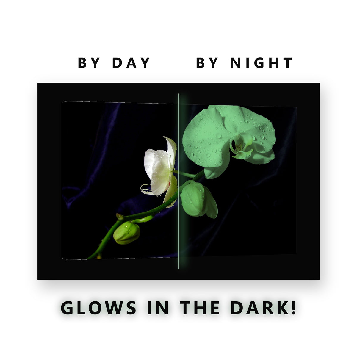 White Orchid on Blue Velvet Glow in the Dark Canvas Wall Art Bedroom, glowing at night
